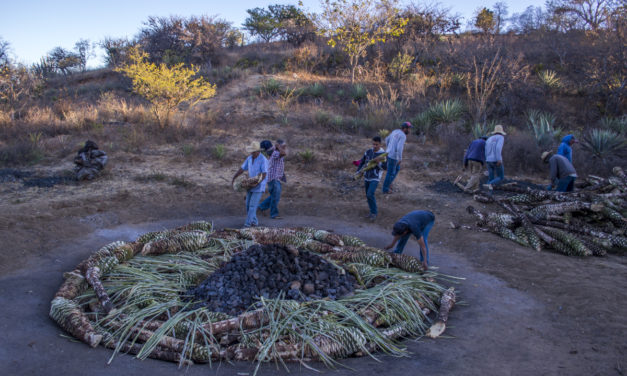 Gran tapada en el Palenque Colibrí del Sur