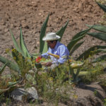Uvi Ido, la experiencia del pulque en la Mixteca