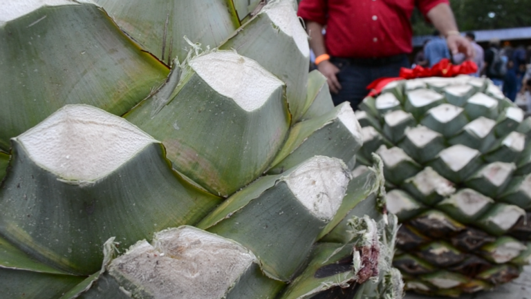 Feria del Mezcal 2018
