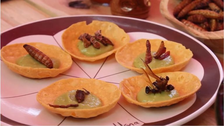 Buen Bicho y Sabandija, la comida exótico con insectos en Oaxaca