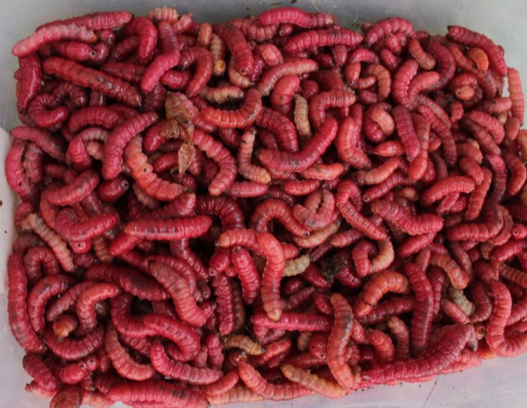 La señora de la sal, un clásico en el centro de la ciudad