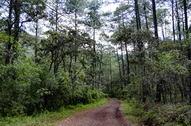 Ecoturixtlán, la naturaleza en su apogeo