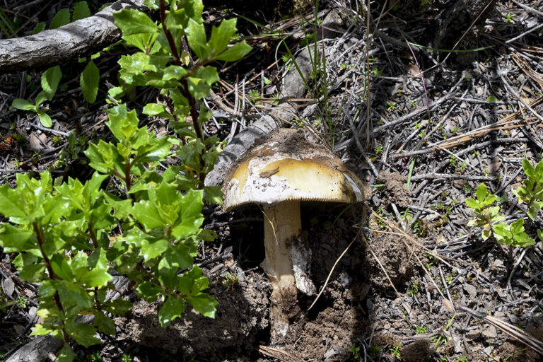 Hongos, el tesoro milenario de la Mixteca
