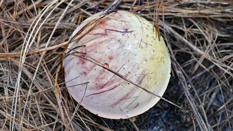 Aprende a distinguir un hongo venenoso