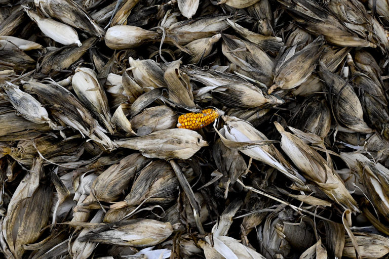 Maíz, el alimento sagrado que da identidad a México