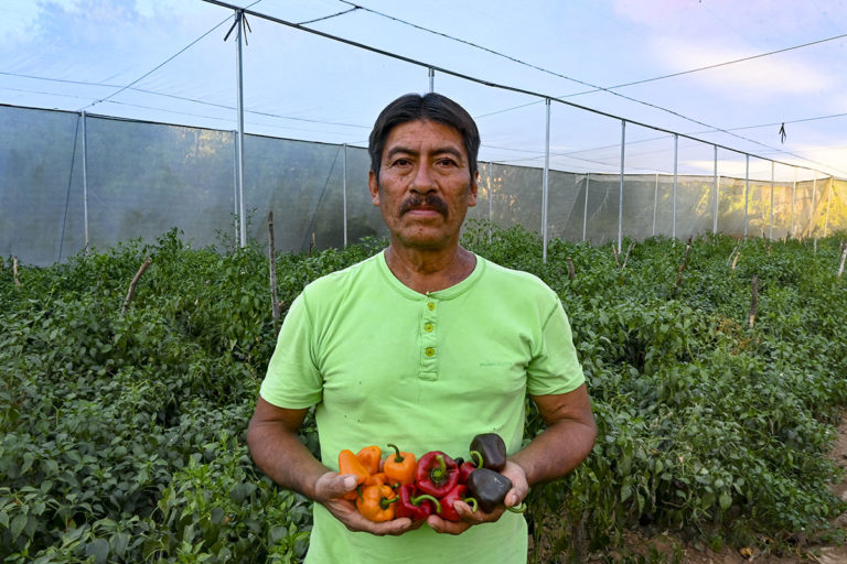 Los 5 datos que quizá no conocías del chile chilhuacle