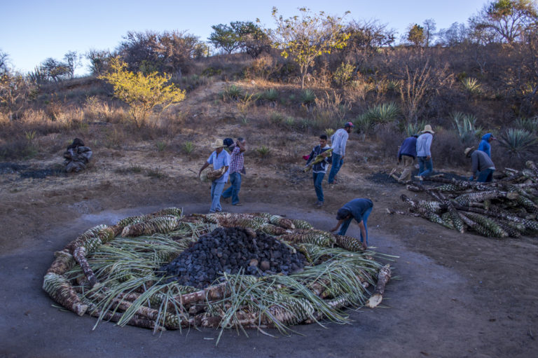 Gran tapada en el Palenque Colibrí del Sur
