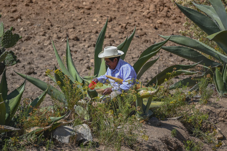 Uvi Ido, la experiencia del pulque en la Mixteca