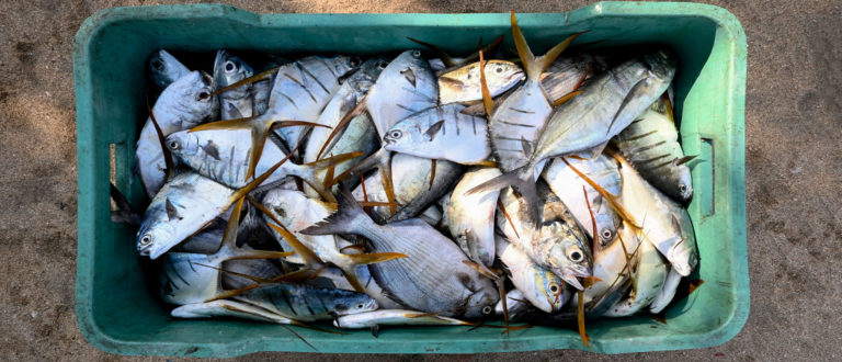 Tianguis Acuícola y Pesquero “Cuaresma 2023”