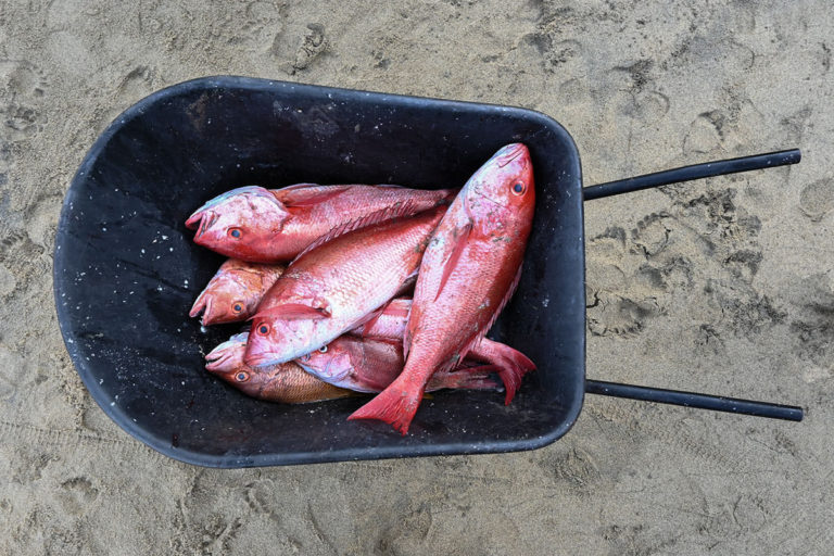 Nominan a #PescaConFuturo en los Food and Travel Reader Awards