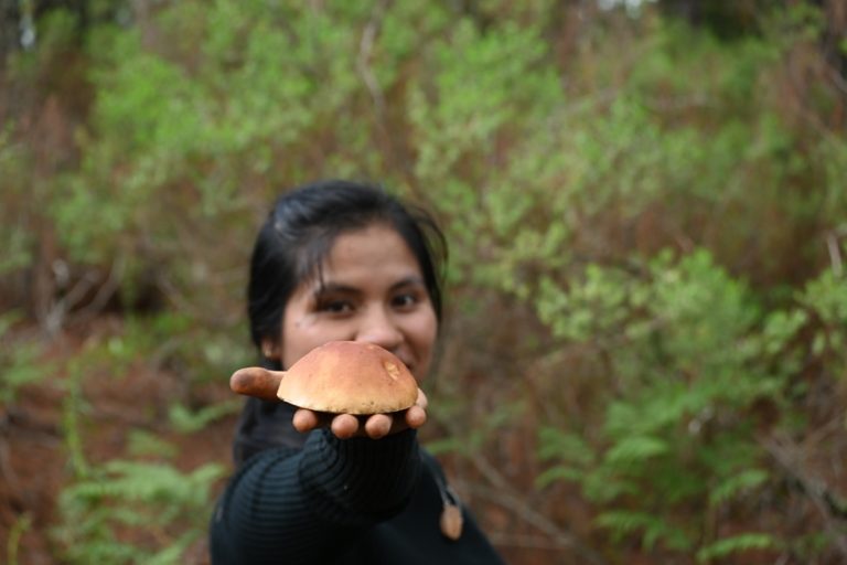 Viaje al reino fungi