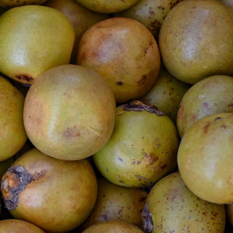 Coyul, el fruto nativo de la Costa
