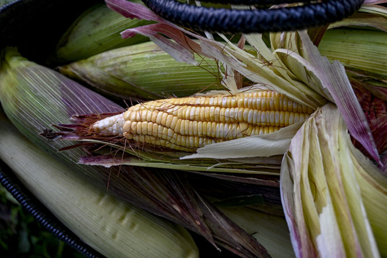 Eloteada en San Mateo Yucutindoo