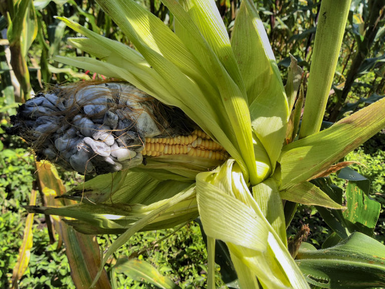 El Huitlacoche: tesoro gastronómico de México