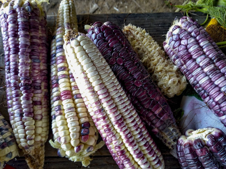 Se unen restaurantes a la Semana del Maíz