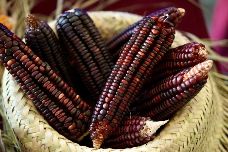 Impulsan autosuficiencia en maíz