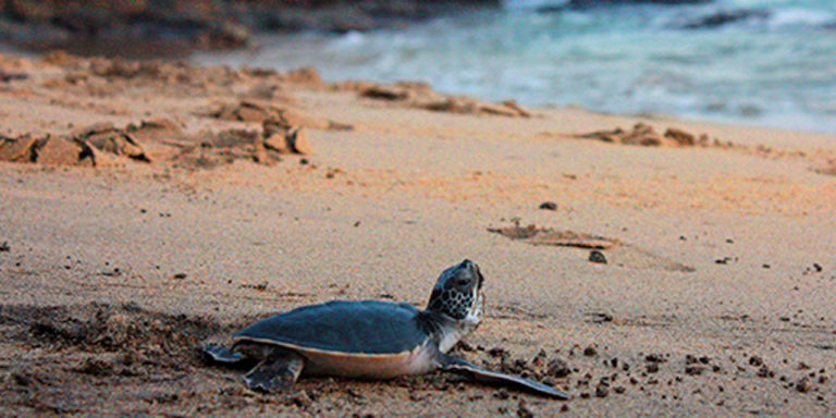 Impulsan Centro Mexicano de la Tortuga