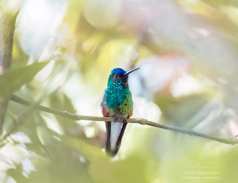 Explorando el Festival de las Aves en Oaxaca