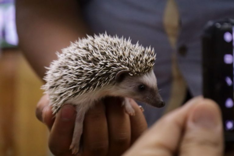 Anuncian Primera Feria de Mascotas No Convencionales