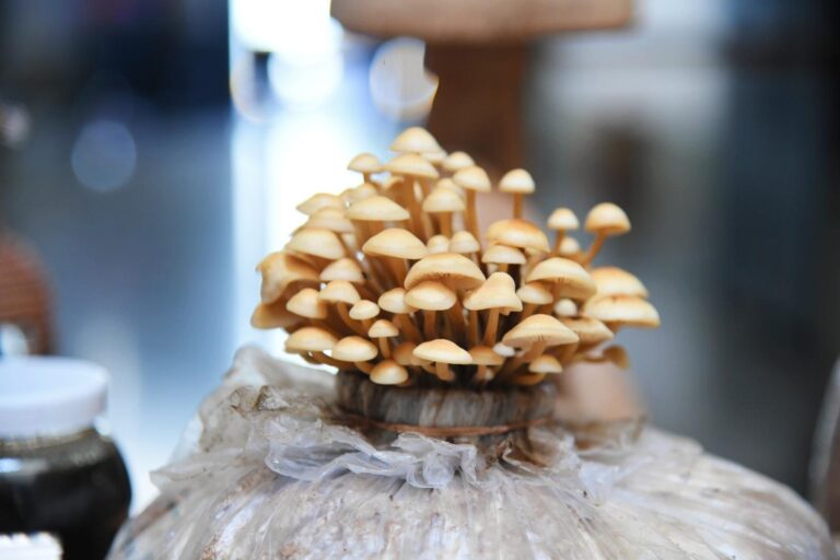 Inicia el Festival del Hongo en San Mateo Río Hondo