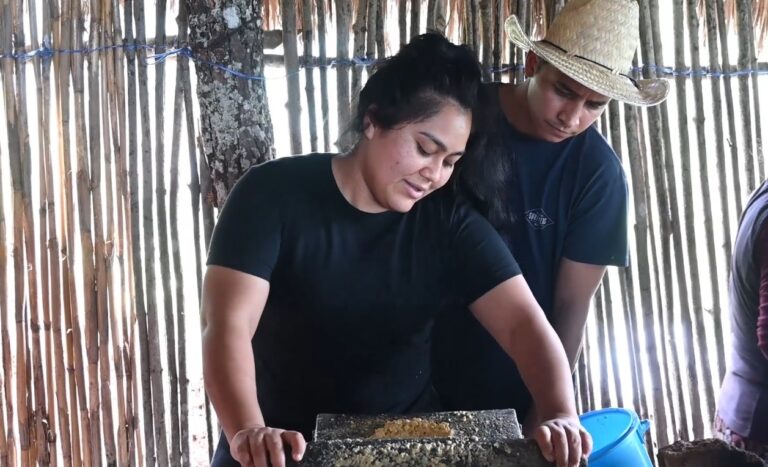 Entre milpas y memorias, la eloteada de Levadura de Olla