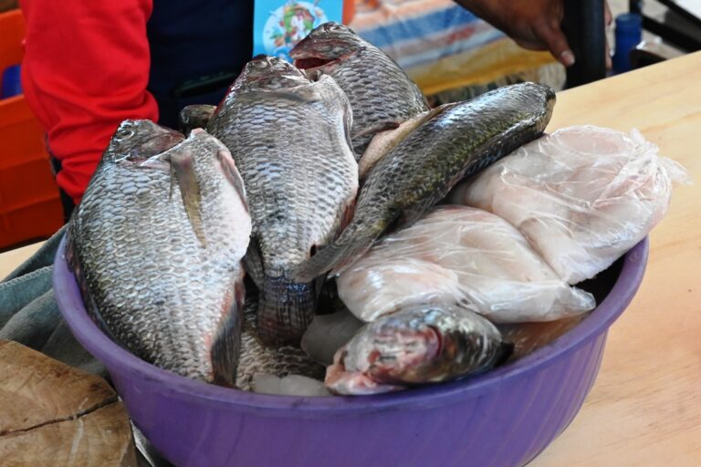Pescados frescos y la tradición de la cocina de Cuaresma