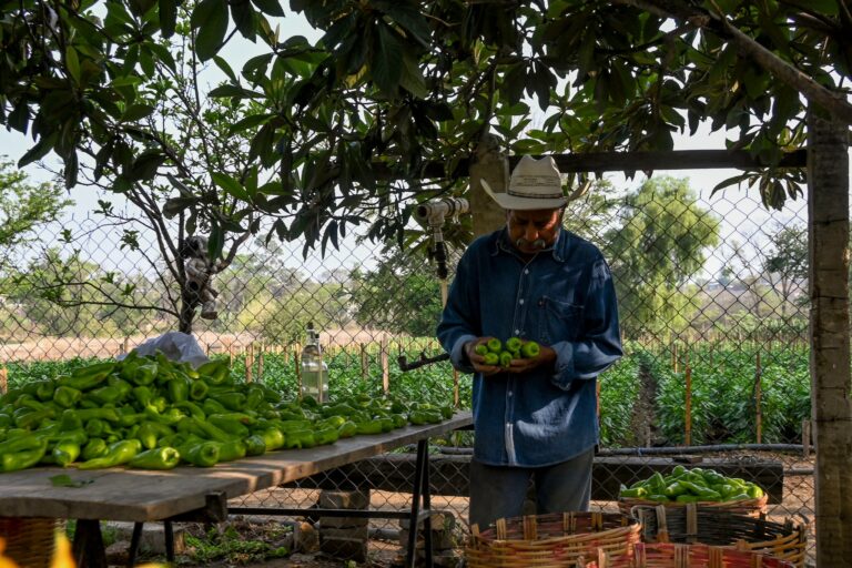 El último suspiro del chile de agua
